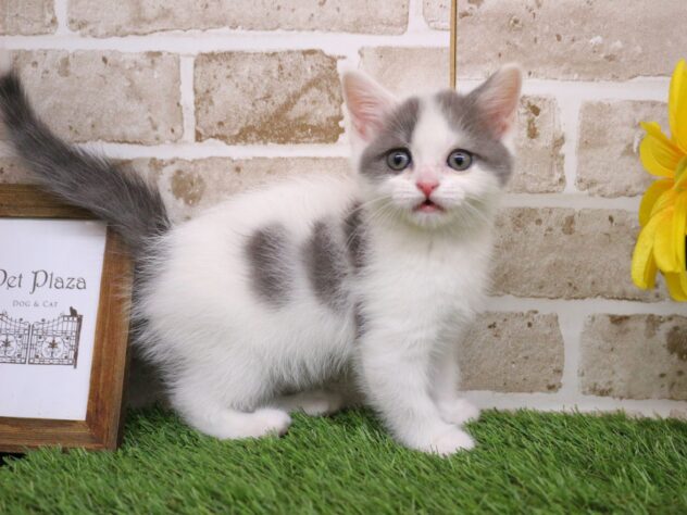 2026年2月11日生まれのスコティッシュフォールド