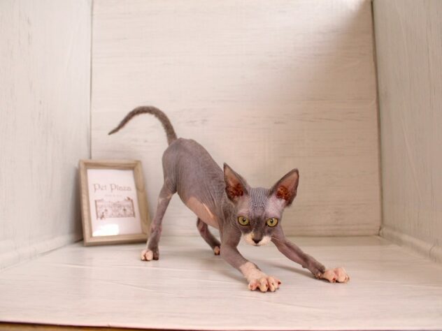 兵庫県のスフィンクス (ペット・プラザ アミーゴつかしん店/2026年2月4日生まれ/男の子/ブルーホワイト)の子猫の4枚目の画像