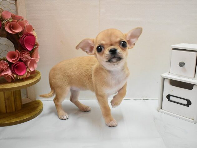 兵庫県のチワワ(ロング) (ペット・プラザ アミーゴつかしん店/2025年12月7日生まれ/女の子/フォーン)の子犬の1枚目の画像