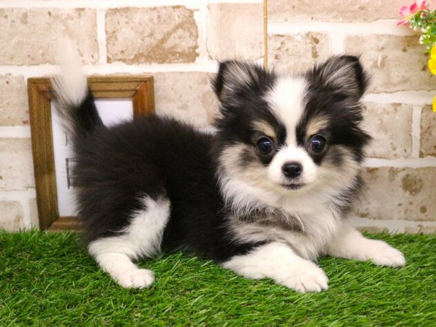 兵庫県のチワワ(ロング) (ペット・プラザ アミーゴ明石魚住店/2025年12月18日生まれ/女の子/ブラックタンホワイト)の子犬の1枚目の画像