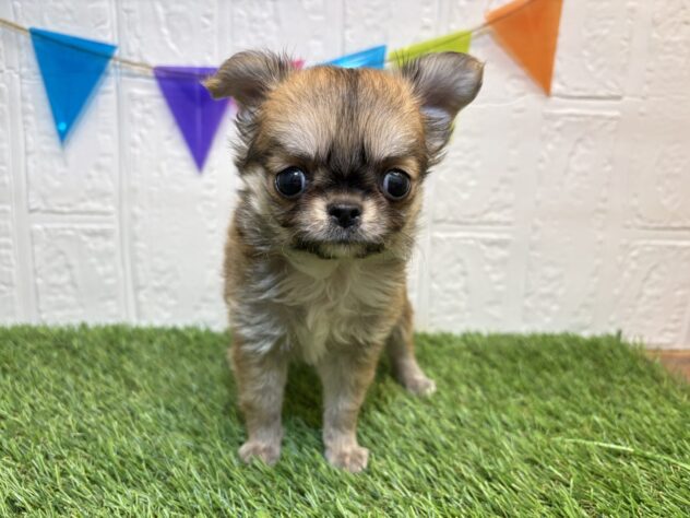 福島県のチワワ(ロング) (アミーゴ郡山南店/2026年1月25日生まれ/女の子/レッドホワイト)の子犬