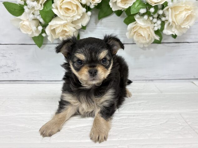 福島県のチワワ(ロング) (アミーゴ郡山南店/2026年2月17日生まれ/女の子/ブラックタン)の子犬