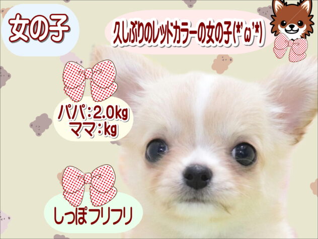 大阪府のチワワ(ロング) (アミーゴ鳳店/2026年2月5日生まれ/女の子/レッド)の子犬の1枚目の画像