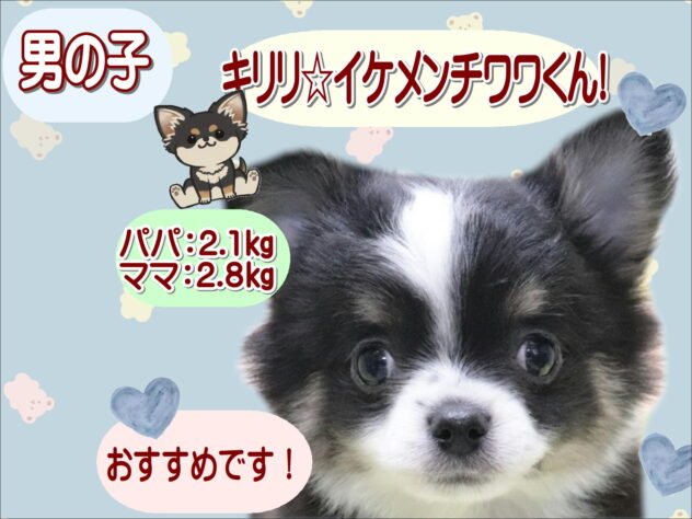 大阪府のチワワ(ロング) (アミーゴ鳳店/2026年2月3日生まれ/男の子/ブラックタン)の子犬の1枚目の画像