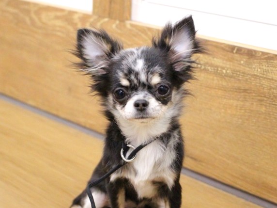 2025年10月8日生まれのチワワ(ロング)