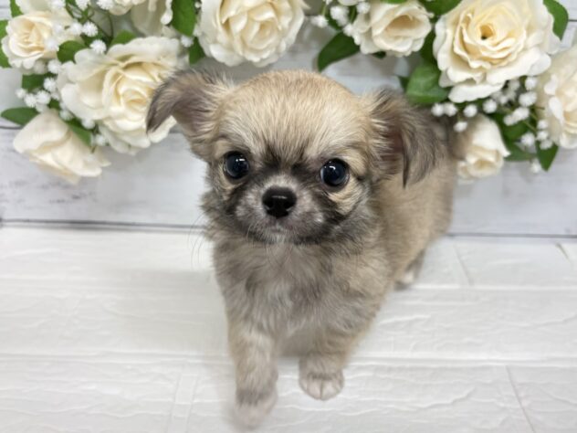 福島県のチワワ(ロング) (アミーゴ郡山南店/2026年1月27日生まれ/男の子/フォーン)の子犬