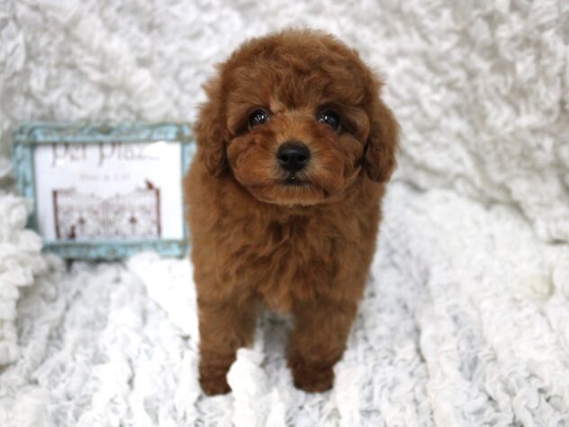 兵庫県のトイプードル(トイ) (ペット・プラザ アミーゴつかしん店/2026年2月16日生まれ/男の子/レッドフォーン)の子犬の2枚目の画像