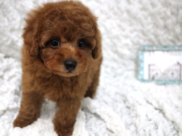 兵庫県のトイプードル(トイ) (ペット・プラザ アミーゴ尼崎昭和通店/2026年2月16日生まれ/男の子/レッドフォーン)の子犬の2枚目の画像