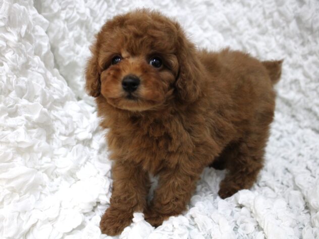 兵庫県のトイプードル(トイ) (ペット・プラザ アミーゴつかしん店/2026年2月16日生まれ/男の子/レッドフォーン)の子犬の1枚目の画像