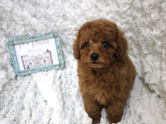 兵庫県のトイプードル(トイ) (ペット・プラザ アミーゴ尼崎昭和通店/2026年2月16日生まれ/男の子/レッドフォーン)の子犬の4枚目の画像