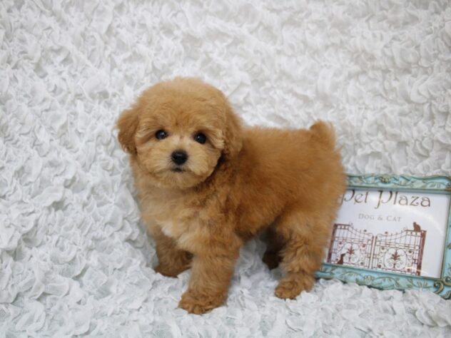 兵庫県のトイプードル(トイ) (ペット・プラザ アミーゴ尼崎昭和通店/2026年2月15日生まれ/女の子/アプリコット)の子犬の1枚目の画像