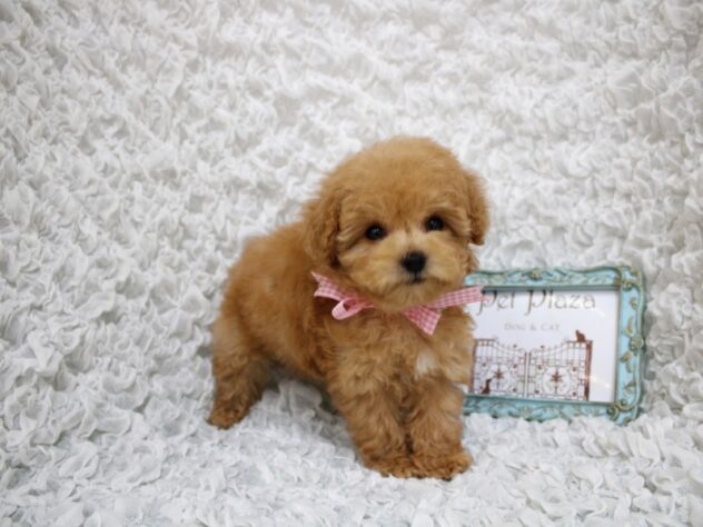 兵庫県のトイプードル(トイ) (ペット・プラザ アミーゴ尼崎昭和通店/2026年2月15日生まれ/女の子/アプリコット)の子犬の2枚目の画像