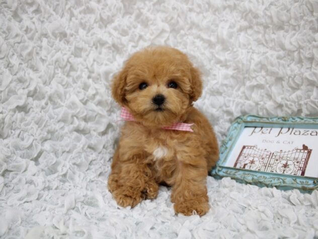 兵庫県のトイプードル(トイ) (ペット・プラザ アミーゴ尼崎昭和通店/2026年2月15日生まれ/女の子/アプリコット)の子犬の3枚目の画像