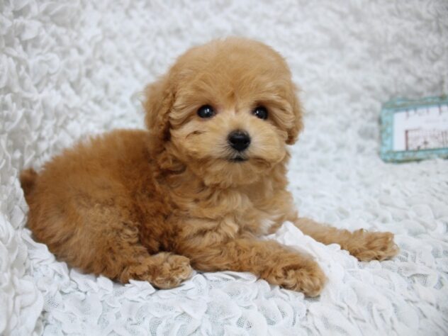 兵庫県のトイプードル(トイ) (ペット・プラザ アミーゴ尼崎昭和通店/2026年2月15日生まれ/女の子/アプリコット)の子犬の4枚目の画像