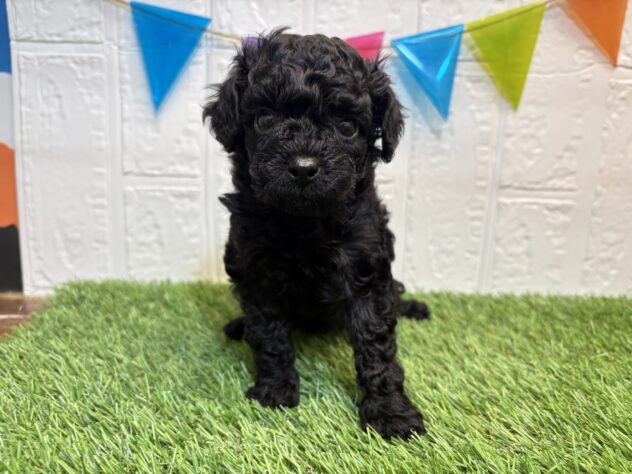 福島県のトイプードル(トイ) (アミーゴ郡山南店/2026年1月25日生まれ/女の子/ブラック)の子犬