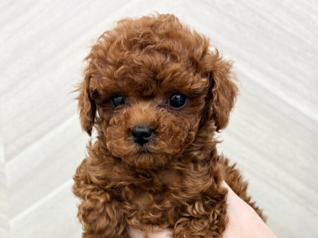 福島県のトイプードル(トイ) (アミーゴ郡山南店/2026年2月17日生まれ/女の子/レッド)の子犬