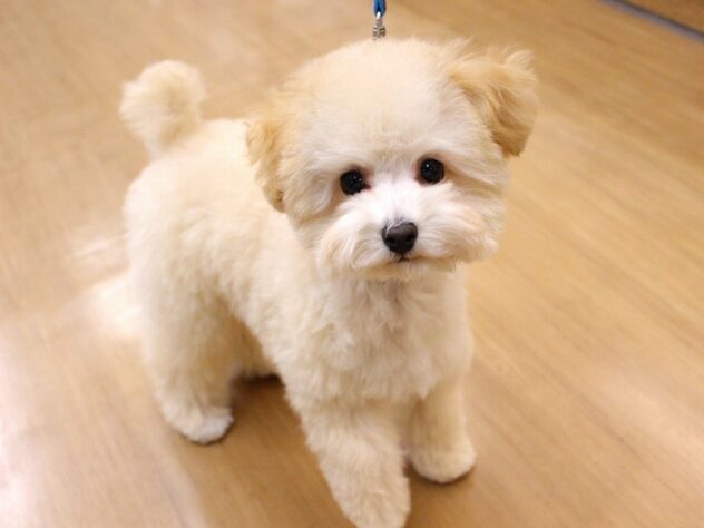 2025年11月15日生まれのトイプードル(トイ)