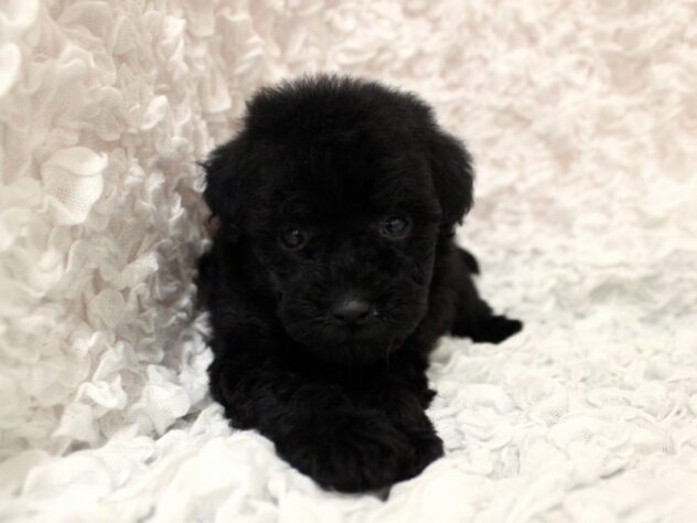 兵庫県のトイプードル(トイ) (ペット・プラザ アミーゴ尼崎昭和通店/2026年2月7日生まれ/男の子/ブラック)の子犬の3枚目の画像