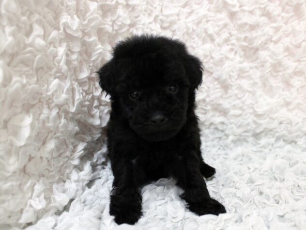 兵庫県のトイプードル(トイ) (ペット・プラザ アミーゴ尼崎昭和通店/2026年2月7日生まれ/男の子/ブラック)の子犬の1枚目の画像
