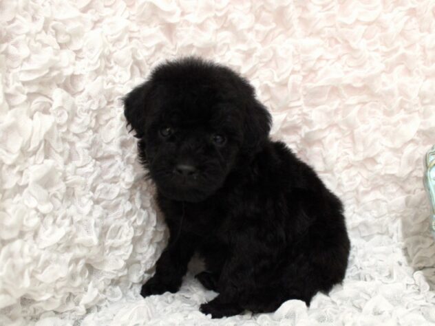 兵庫県のトイプードル(トイ) (ペット・プラザ アミーゴ尼崎昭和通店/2026年2月7日生まれ/男の子/ブラック)の子犬の2枚目の画像