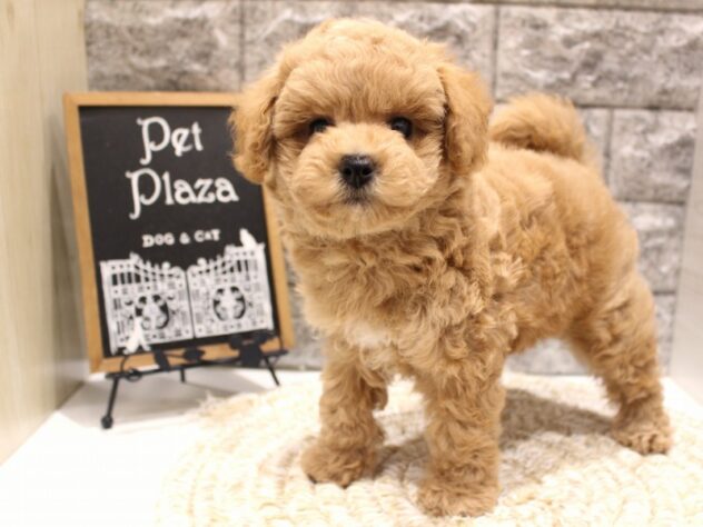 大阪府のトイプードル(トイ) (ペット・プラザ アミーゴ箕面店/2026年2月16日生まれ/男の子/オレンジフォーン)の子犬の1枚目の画像