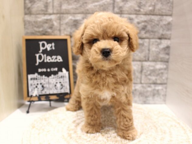 大阪府のトイプードル(トイ) (ペット・プラザ アミーゴ箕面店/2026年2月16日生まれ/男の子/オレンジフォーン)の子犬の2枚目の画像