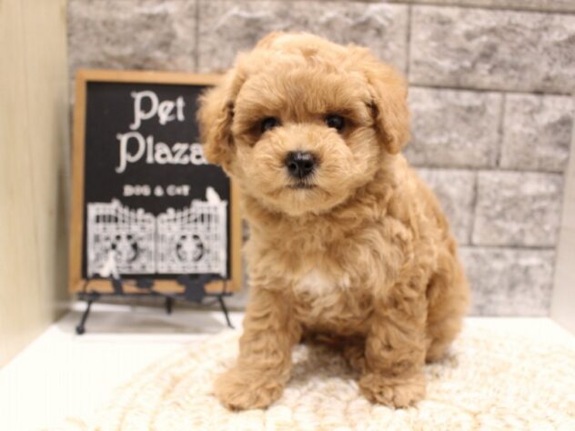 大阪府のトイプードル(トイ) (ペット・プラザ アミーゴ箕面店/2026年2月16日生まれ/男の子/オレンジフォーン)の子犬の3枚目の画像