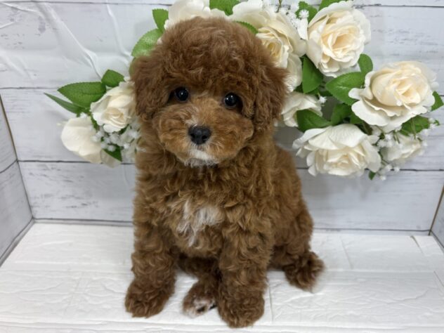 福島県のトイプードル(トイ) (アミーゴ郡山南店/2026年1月13日生まれ/女の子/レッド)の子犬