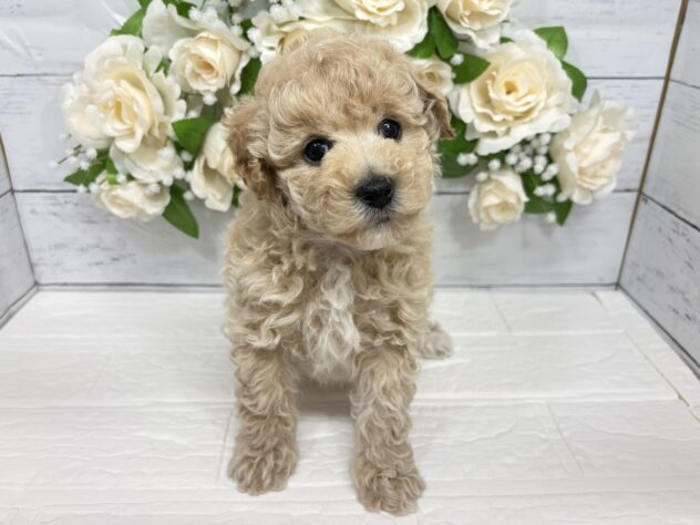 福島県のハーフ犬・ミックス犬 (アミーゴ郡山南店/2026年1月30日生まれ/男の子/アプリコット)の子犬