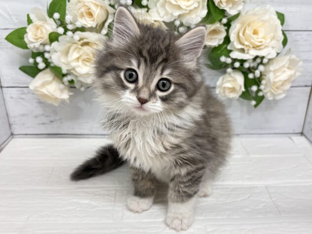 福島県のノルウェージャンフォレストキャット (アミーゴ郡山南店/2026年1月25日生まれ/男の子/シルバータビーホワイト)の子猫