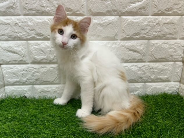 福島県のノルウェージャンフォレストキャット (アミーゴ郡山南店/2025年12月1日生まれ/男の子/レッドタビーホワイト)の子猫