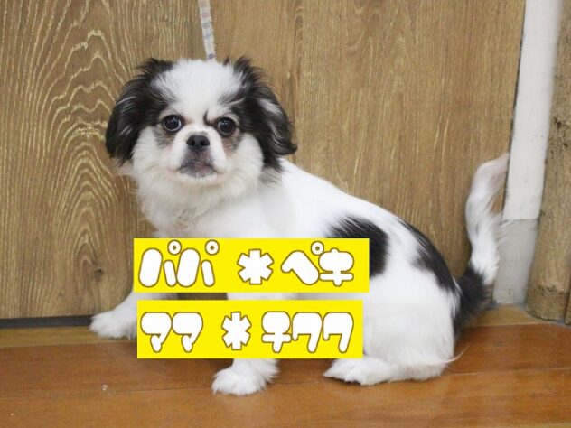 兵庫県のチワペキ/ペキチー/ペキチワ(チワワ×ペキニーズ) (ペット・プラザ アミーゴつかしん店/2025年10月7日生まれ/男の子/トライカラー)の子犬の1枚目の画像