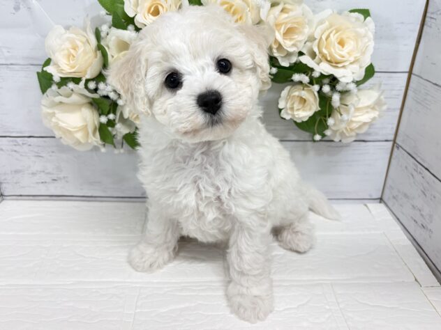 福島県のビションフリーゼ (アミーゴ郡山南店/2026年1月26日生まれ/女の子/ホワイト)の子犬