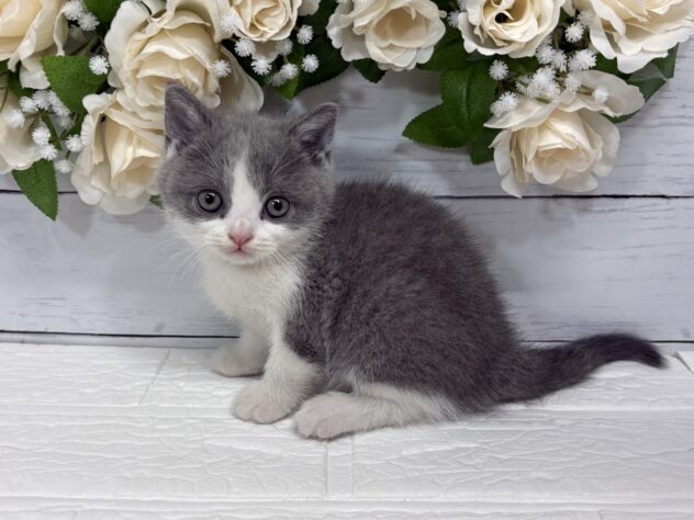 福島県のブリティッシュショートヘアー (アミーゴ郡山南店/2026年2月21日生まれ/女の子/ブルーホワイト)の子猫