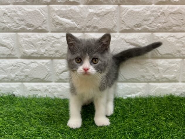福島県のブリティッシュショートヘアー (アミーゴ郡山南店/2026年1月12日生まれ/女の子/ブルーホワイト)の子猫