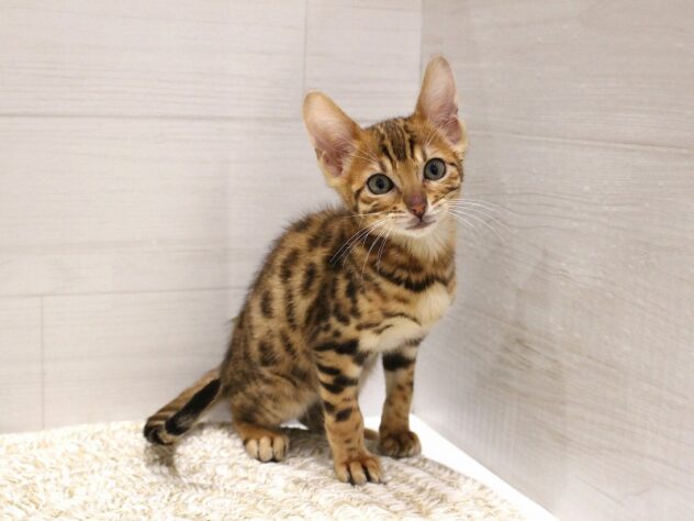 2026年2月23日生まれのベンガル