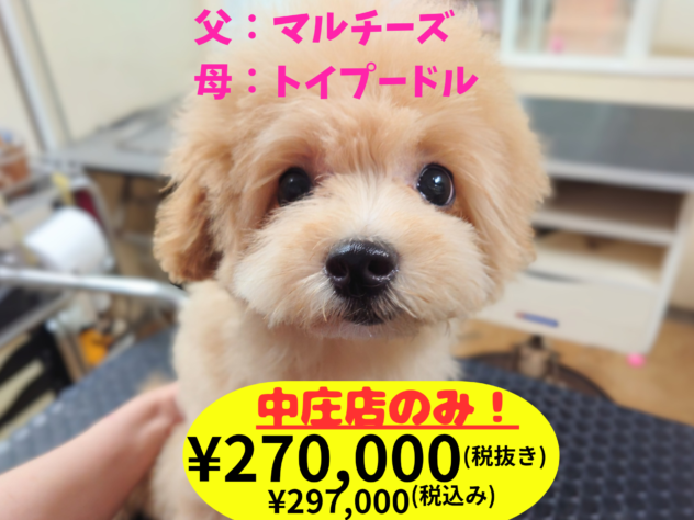 岡山県のハーフ犬・ミックス犬 (アミーゴ中庄店/2026年2月2日生まれ/女の子/クリーム)の子犬の1枚目の画像