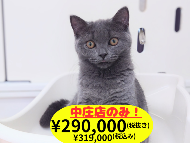 岡山県のブリティッシュショートヘアー (アミーゴ中庄店/2026年1月31日生まれ/女の子/ブルー)の子猫の1枚目の画像