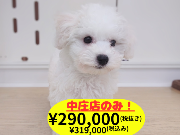 岡山県のビションフリーゼ (アミーゴ中庄店/2026年1月28日生まれ/女の子/06 ホワイト系)の子犬の1枚目の画像