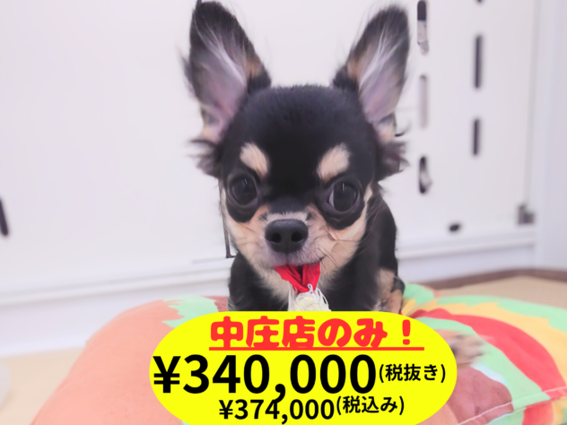 岡山県のチワワ(ロング) (アミーゴ中庄店/2026年1月17日生まれ/男の子/ブラックタンホワイト)の子犬の1枚目の画像