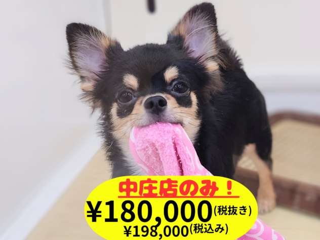 岡山県のチワワ(ロング) (アミーゴ中庄店/2026年1月17日生まれ/男の子/ブラックタンホワイト)の子犬の1枚目の画像