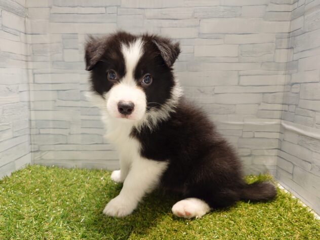 福島県のボーダーコリー (アミーゴ郡山南店/2026年1月19日生まれ/男の子/ブラックホワイト)の子犬
