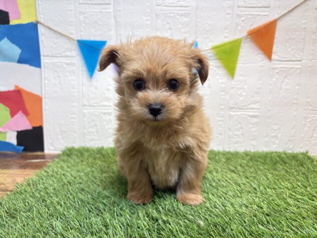 福島県のハーフ犬・ミックス犬 (アミーゴ郡山南店/2026年2月23日生まれ/男の子/アプリコット)の子犬