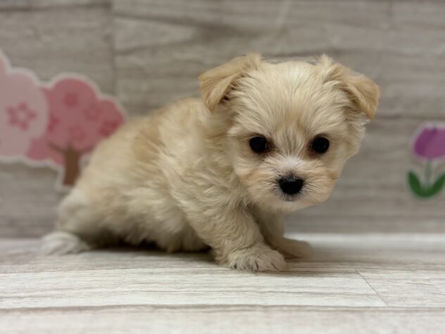 秋田県のハーフ犬・ミックス犬 (アミーゴ横手店/2026年2月9日生まれ/女の子/クリーム)の子犬