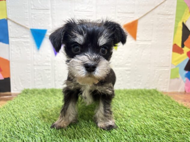 福島県のハーフ犬・ミックス犬 (アミーゴ郡山南店/2026年2月24日生まれ/男の子/ブラックホワイト)の子犬