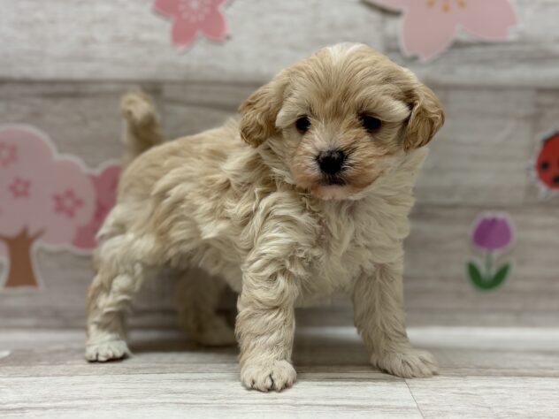 福島県のハーフ犬・ミックス犬 (アミーゴ郡山南店/2026年2月4日生まれ/女の子/アプリコット)の子犬