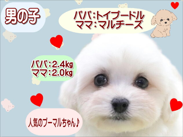 大阪府のハーフ犬・ミックス犬 (アミーゴ鳳店/2026年1月30日生まれ/男の子/ホワイト)の子犬の1枚目の画像