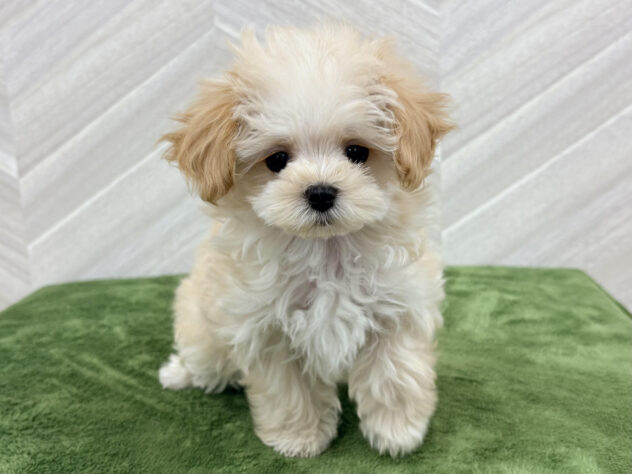 福島県のハーフ犬・ミックス犬 (アミーゴ郡山南店/2026年1月26日生まれ/女の子/アプリコット)の子犬