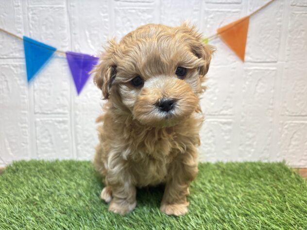 福島県のハーフ犬・ミックス犬 (アミーゴ郡山南店/2026年2月19日生まれ/男の子/アプリコット)の子犬