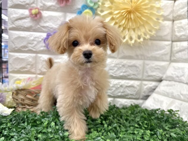 福島県のハーフ犬・ミックス犬 (アミーゴ郡山南店/2025年12月23日生まれ/男の子/アプリコット)の子犬